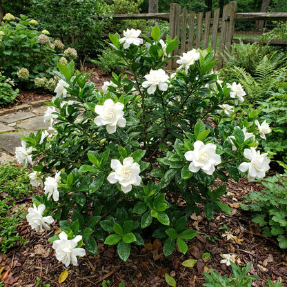 Gardenia Flower Seeds for Planting  Beautiful Fragrant Blooms
