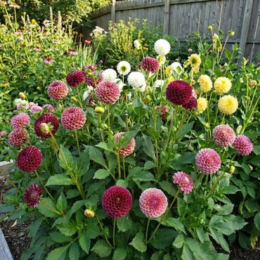 Mix Dahlia Pompon Seeds for Planting  Colorful Flower Garden Blooms, Easy to Grow in Spring