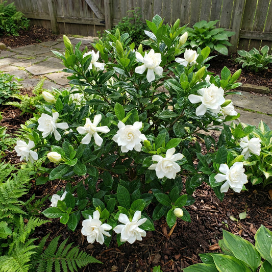 Gardenia Flower Seeds for Planting  Beautiful Fragrant Blooms