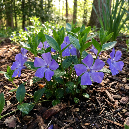 Periwinkle Flower Seeds for Easy Planting