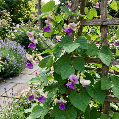 Corkscrew Vine Planting Seeds for Stunning Climbing Blooms