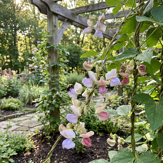 Corkscrew Vine Planting Seeds for Stunning Climbing Blooms