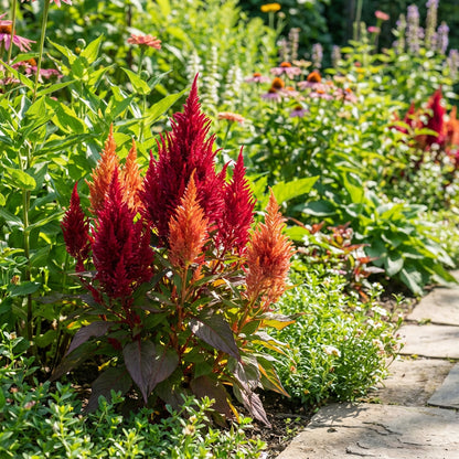 Plumed Flower Seeds for Vibrant Garden Planting