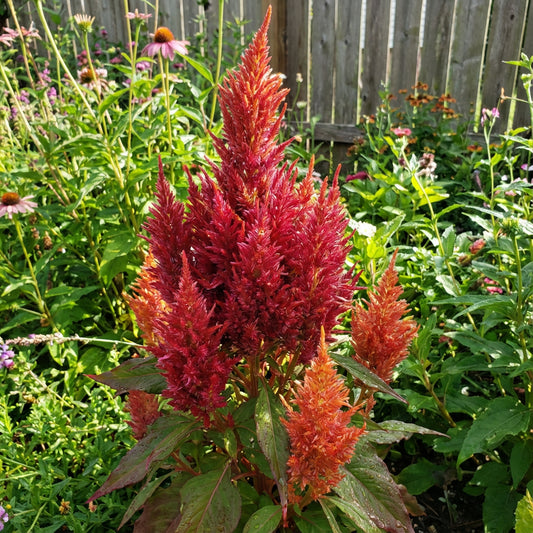 Plumed Flower Seeds for Vibrant Garden Planting