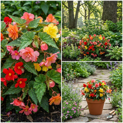 Begonia Mixed Seeds for Planting  Colorful Annual Flowers