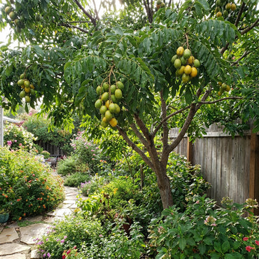 Planting Seeds  Grow Tropical Fruit Trees at Home