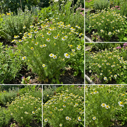 Chamomile Seeds for Planting - Grow Your Own Chamomile Flowers