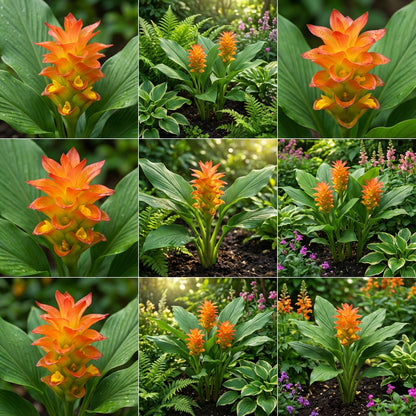 Curcuma Orange Flower Planting Seeds  Vibrant Garden Color
