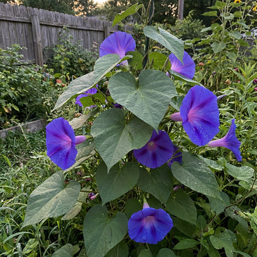 Giant Blue Moon Flower Seeds for Planting | Premium Flower Seeds for Vibrant Gardens