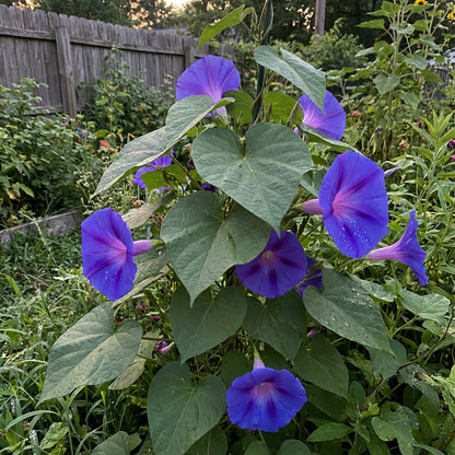 Giant Blue Moon Flower Seeds for Planting | Premium Flower Seeds for Vibrant Gardens