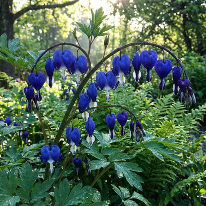 Blue Bleeding Heart Flower Seeds for Planting  Premium Quality