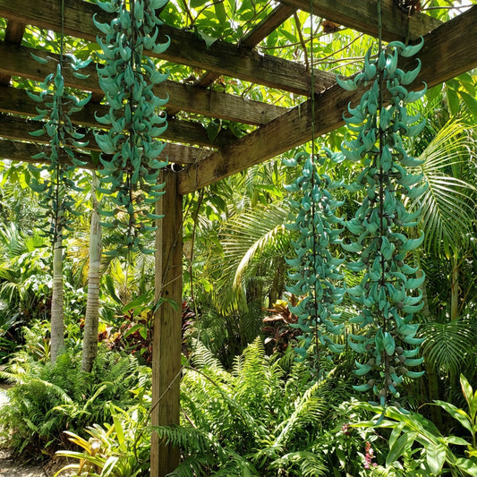 Strongylodon Flower seeds for Planting - Vibrant Colors, Heirloom & GMO Free Seeds for Home Garden