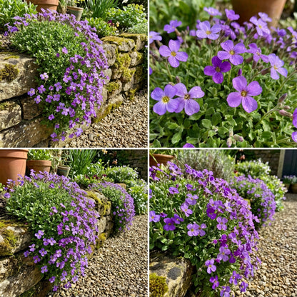 Graines de fleurs vivaces d'aubriète pour plantation - Favori du jardin, graines patrimoniales et sans OGM pour jardin domestique