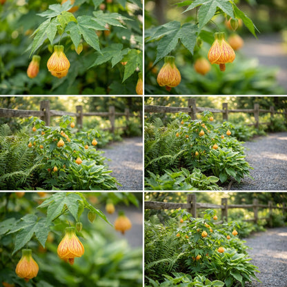 Abutilon Striatum Flower Seeds - Yellow & Red , Perfect for Planting