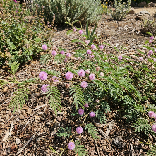 Schrankia Uncinata Seeds for Easy Planting