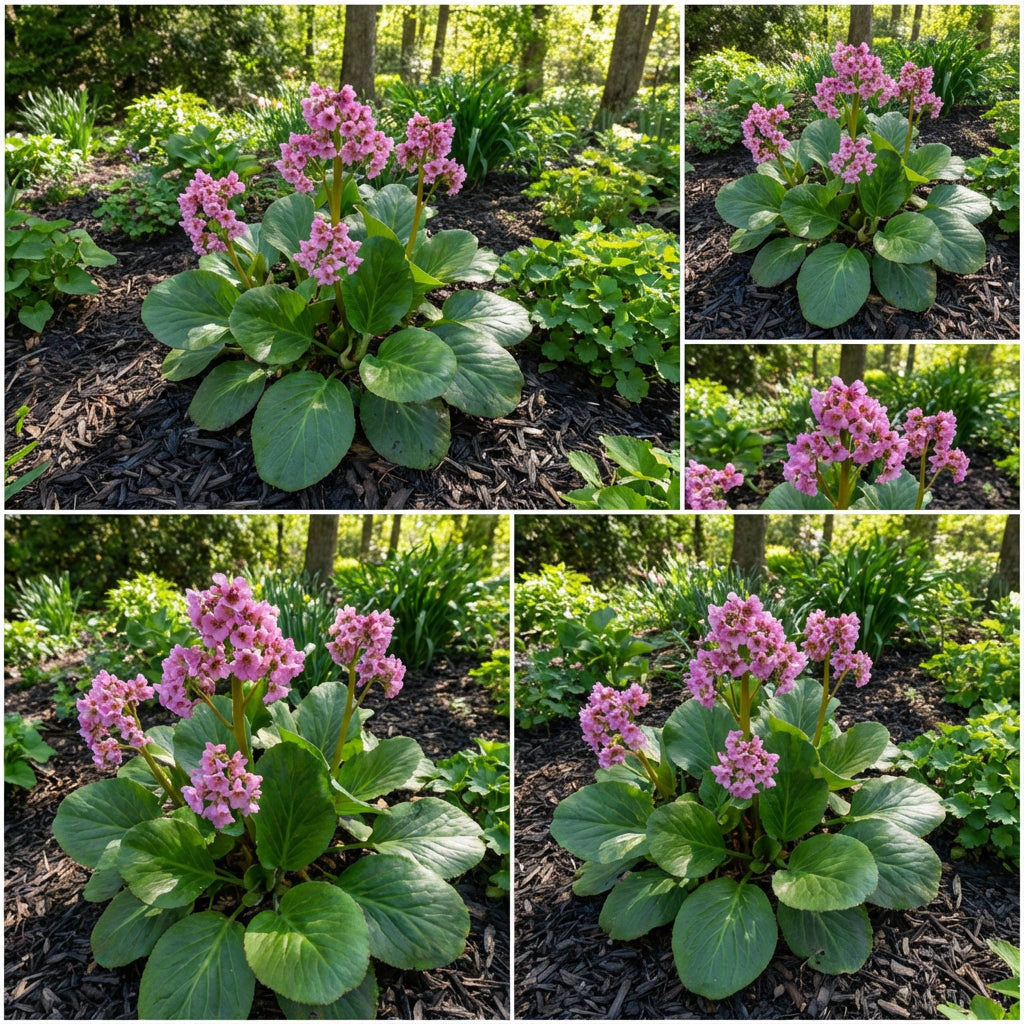 Hardy Bergenia Flower Seeds for Planting