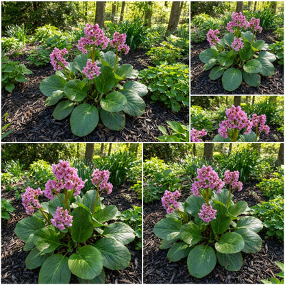 Hardy Bergenia Flower Seeds for Planting