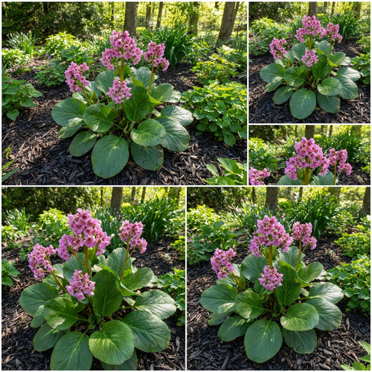 Hardy Bergenia Flower Seeds for Planting