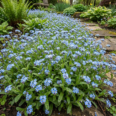 Bulk Myosotis Beautiful Blooms Flower Seeds for Planting