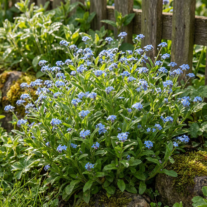 Bulk Myosotis Beautiful Blooms Flower Seeds for Planting