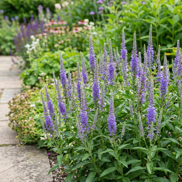 Vibrant Blooms of Veronica Flower Planting - Seeds for Stunning Garden Displays