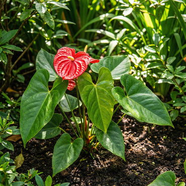 Anthurium Flower Seeds for Easy Planting