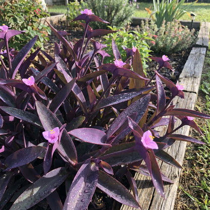 Setcreasea Plant Seeds for Planting  Seed for Lush and Hardy Growth, Ideal for Adding Foliage to Gardens and Pots