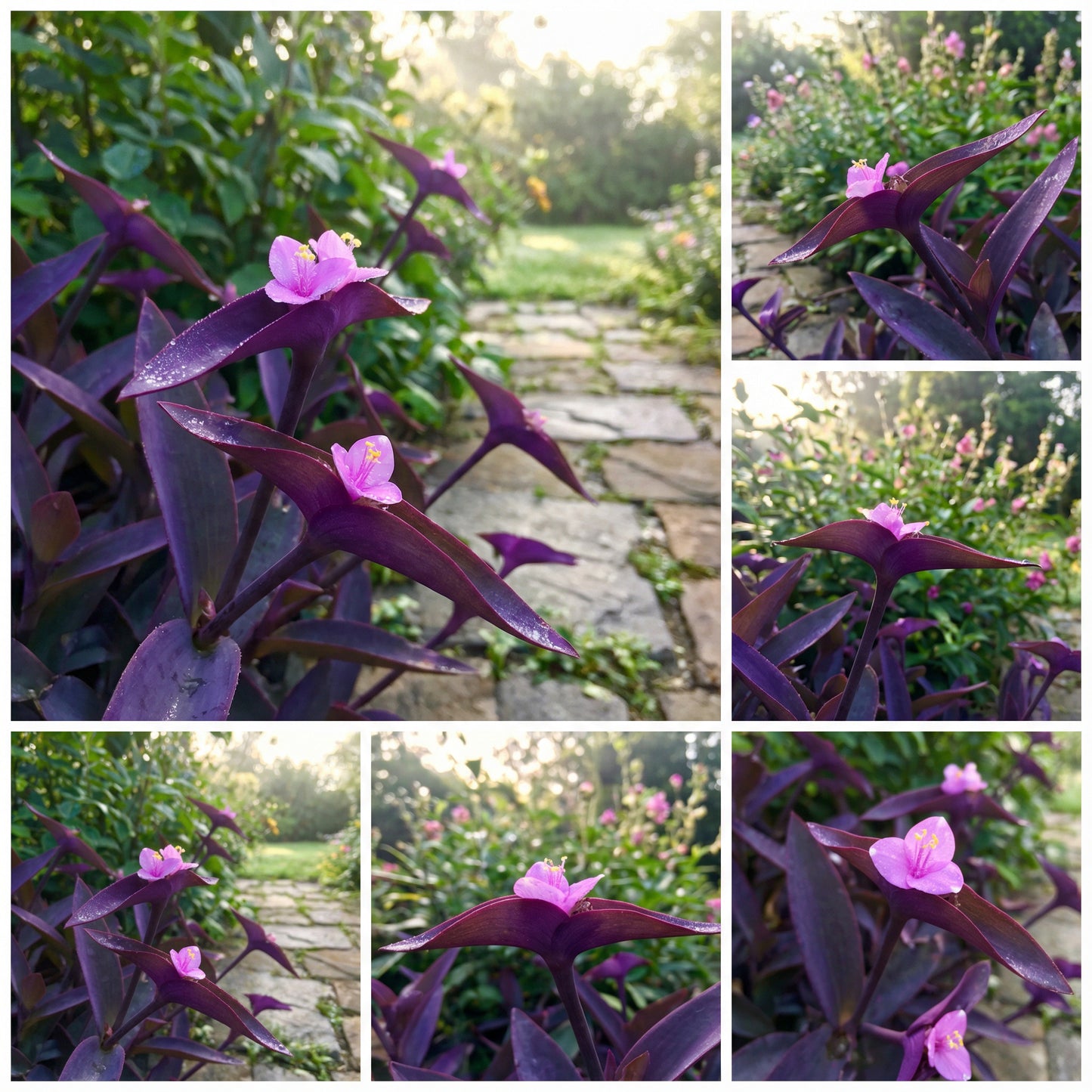 Setcreasea Plant Seeds for Planting  Seed for Lush and Hardy Growth, Ideal for Adding Foliage to Gardens and Pots