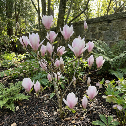 Baby Pink Yulan Flower Seeds for Easy Planting