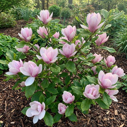 Baby Pink Yulan Flower Seeds for Easy Planting