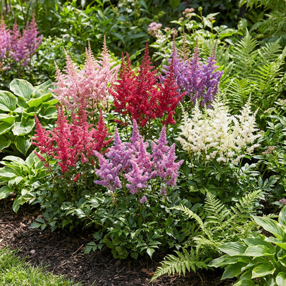 Mixed Astilbe Flower Seeds for Planting