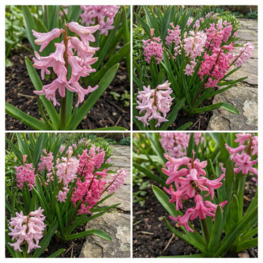 Pink Hyacinth Flower Seeds for Planting