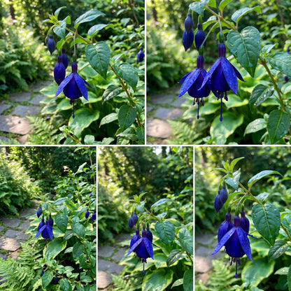 Blue Fuchsia Flower Seeds - Planting Guide for Successful Growth