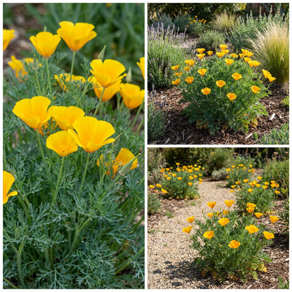 Yellow Eschscholzia Flower Seeds Planting