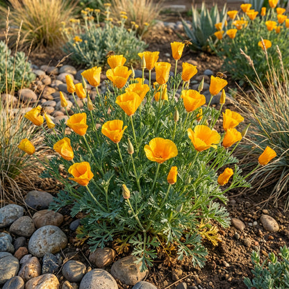 Yellow Eschscholzia Flower Seeds Planting