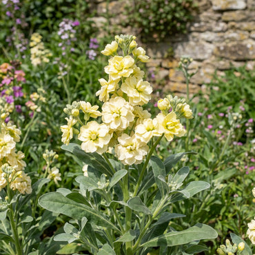 Matthiola Incana Yellow Flower Seeds for Spring and Summer Planting