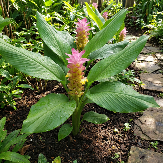 Rhizoma Curcuma Flower Seeds Planting