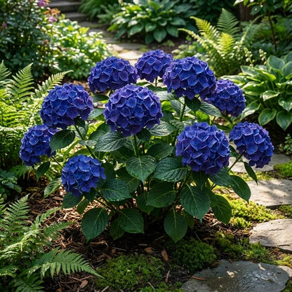 Tiefblaue Hortensien-Blumensamen zum Pflanzen – Leuchtende Blüten, Erbstücksamen & Gentechnikfreie Samen für den Hausgarten