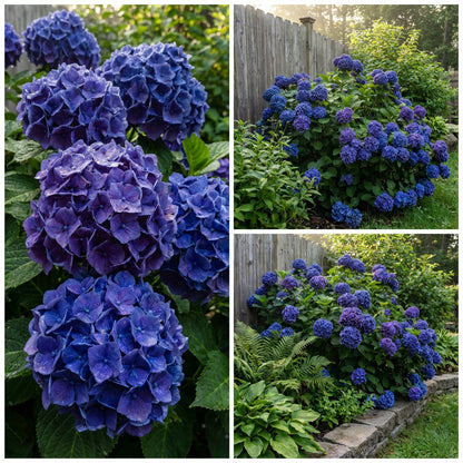 Dark Blue Hydrangea Seeds for Vibrant Flower Planting