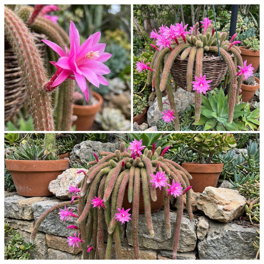 Aporocactus Flagelliformis Seeds for Planting  Trailing Flower Seeds for Vibrant Blooms