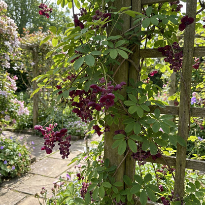 Akebia Flower Seeds: Ideal for Your Garden Planting