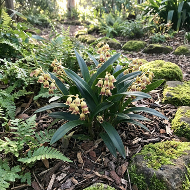 Bell Orchid Flower Seeds for Planting | Complete Planting Guide