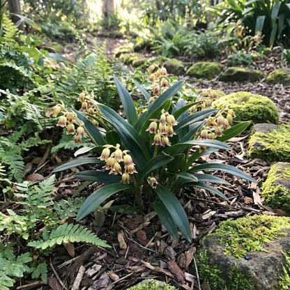 Bell Orchid Flower Seeds for Planting | Complete Planting Guide