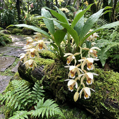 Bell Orchid Flower Seeds for Planting | Complete Planting Guide