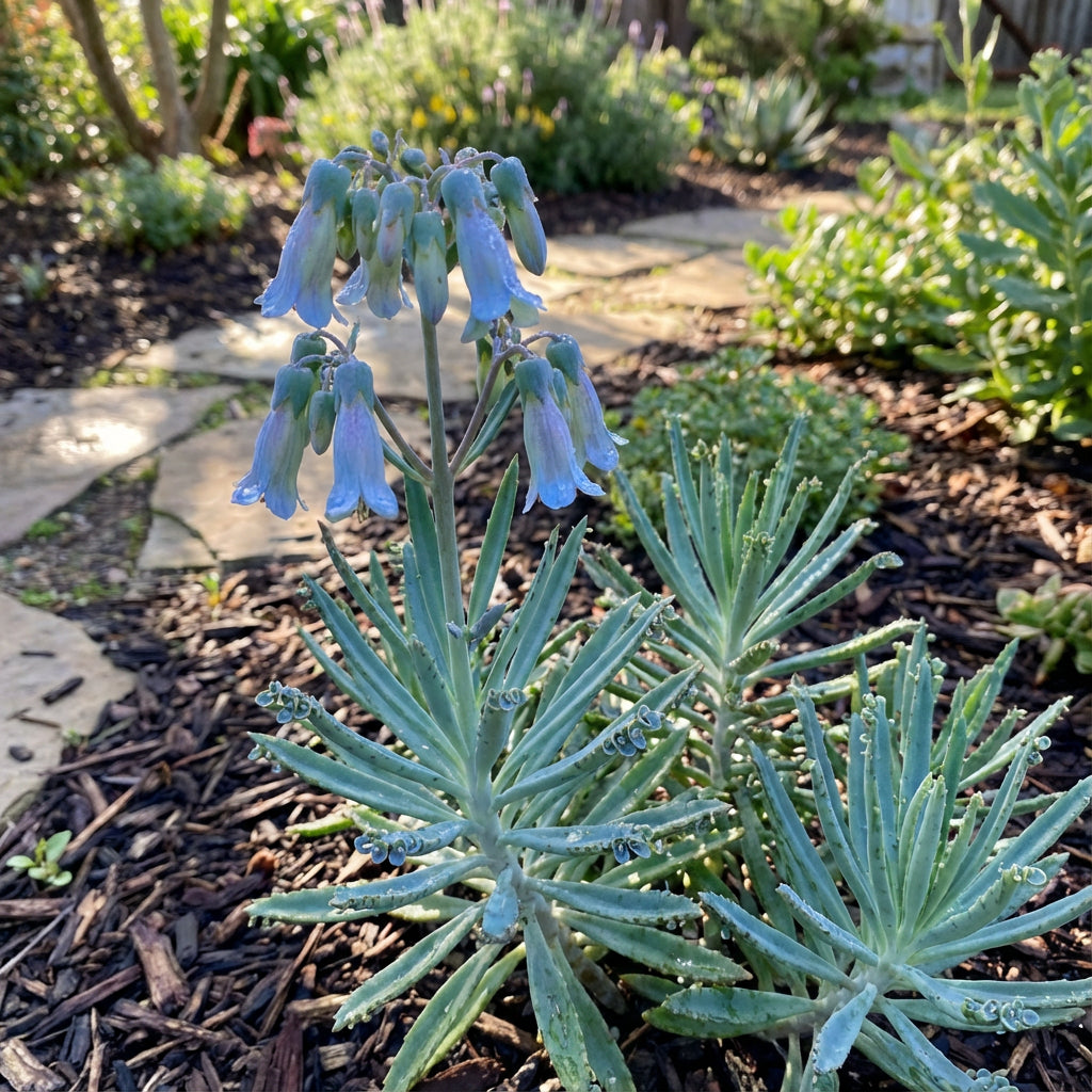 Blue Kalanchoe Delagoensis Seeds for Easy Planting