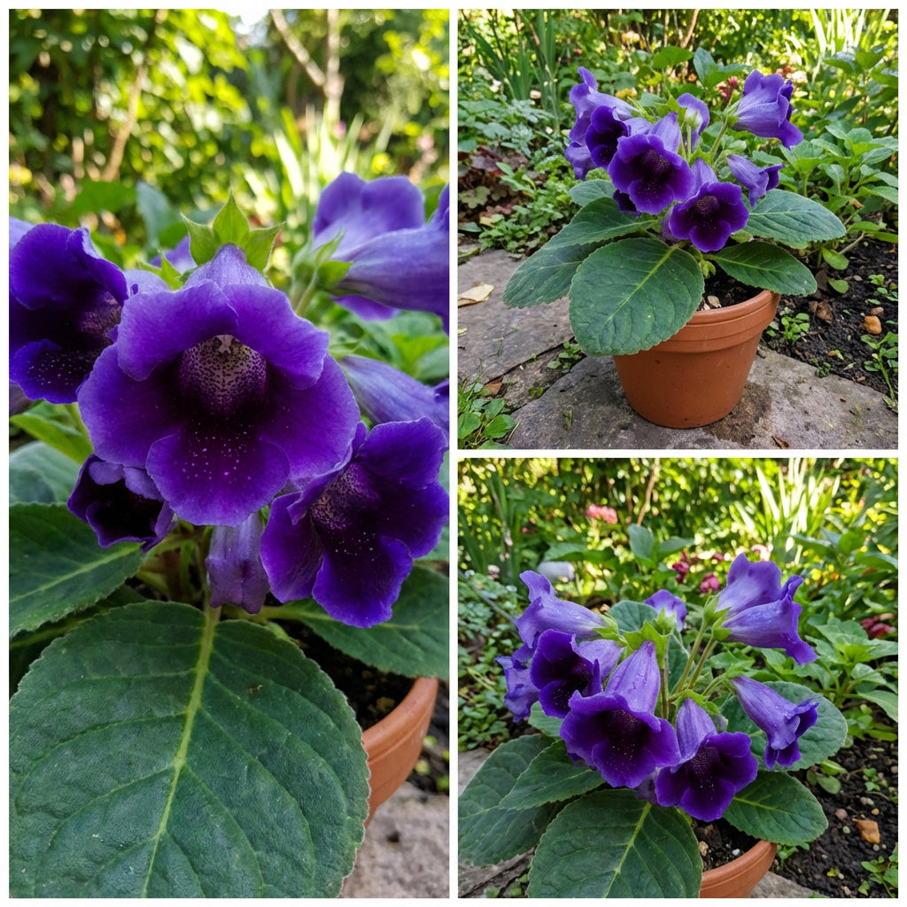 Gloxinia Dark Blue Flower Seeds for Planting  Easy Growth & Striking Blooms