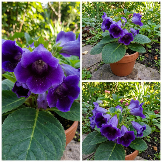 Gloxinia Dark Blue Flower Seeds for Planting  Easy Growth & Striking Blooms