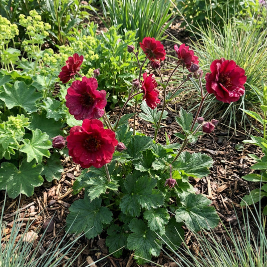 Red Willmott Flower Seeds Planting