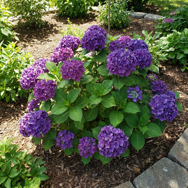 Violet Hydrangea Flower Seeds - Perfect for Planting