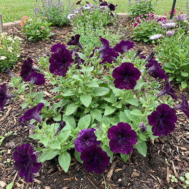 Velvet Petunia Flower Seeds: Essential Planting Guide